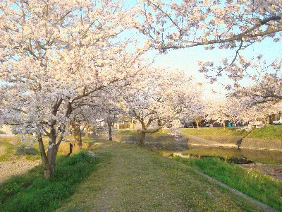 千鳥川沿いの桜並木。気に入っています。